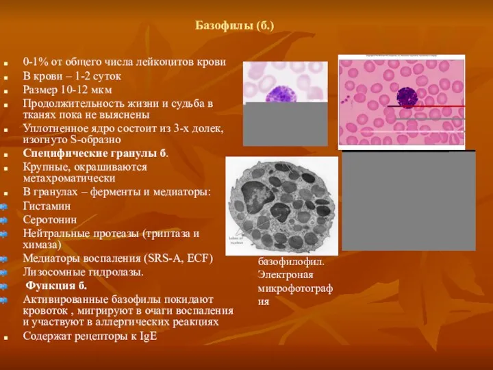 Базофилы (б.) 0-1% от общего числа лейкоцитов крови В крови