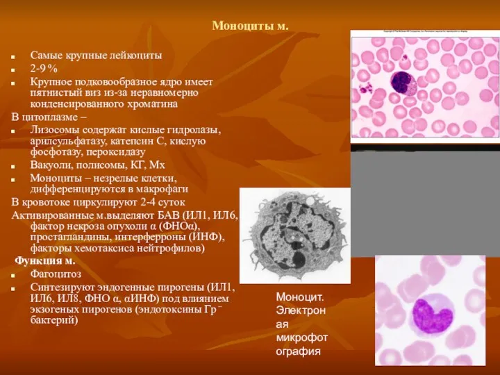 Моноциты м. Самые крупные лейкоциты 2-9 % Крупное подковообразное ядро