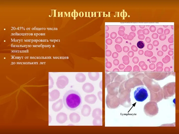 Лимфоциты лф. 20-45% от общего числа лейкоцитов крови Могут мигрировать