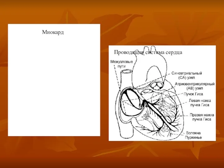 Миокард Проводящая система сердца