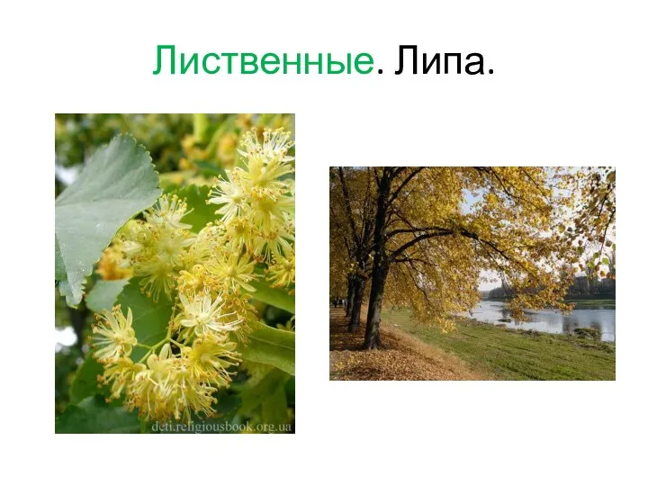 Лиственные. Липа.