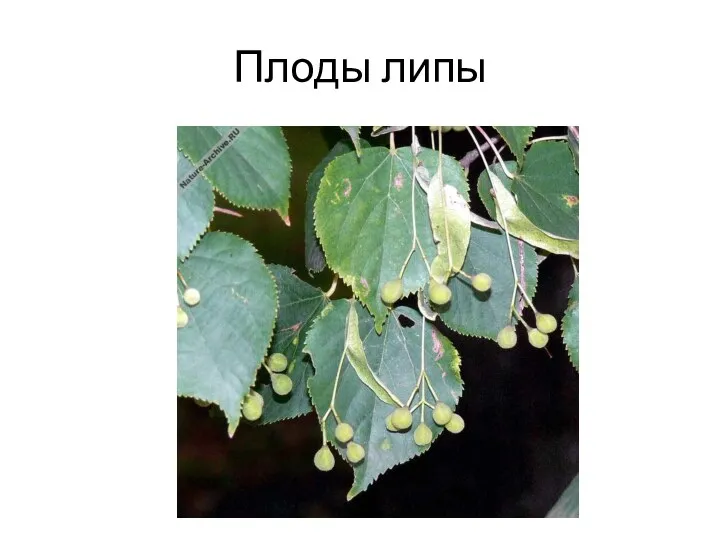 Плоды липы