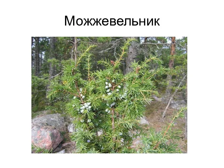 Можжевельник