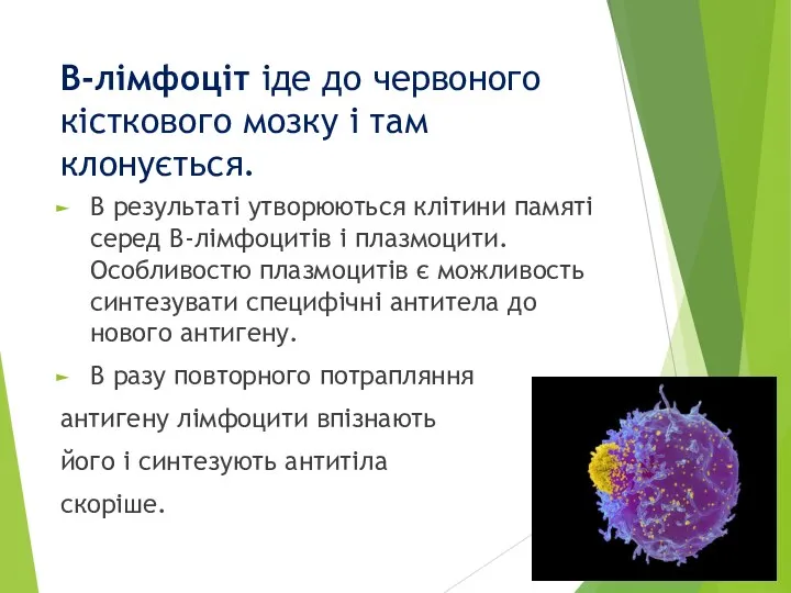 В-лімфоціт іде до червоного кісткового мозку і там клонується. В