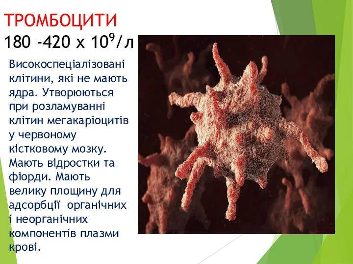 Високоспеціалізовані клітини, які не мають ядра. Утворюються при розламуванні клітин