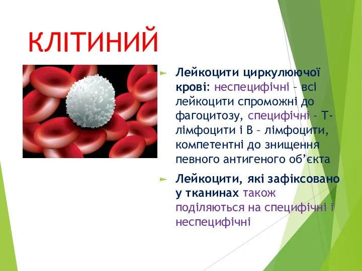 КЛІТИНИЙ ІМУНІТЕТ Лейкоцити циркулюючої крові: неспецифічні – всі лейкоцити спроможні