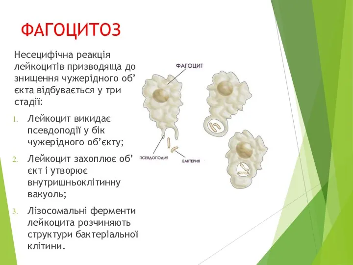 ФАГОЦИТОЗ Несецифічна реакція лейкоцитів призводяща до знищення чужерідного об’єкта відбувається