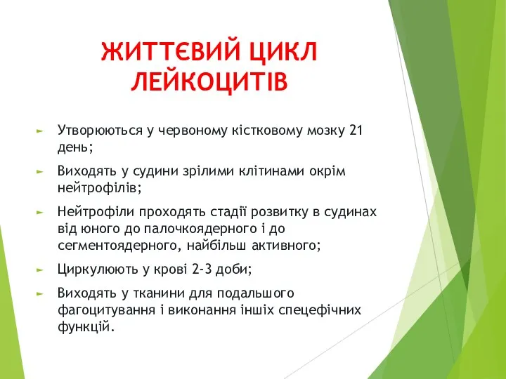 ЖИТТЄВИЙ ЦИКЛ ЛЕЙКОЦИТІВ Утворюються у червоному кістковому мозку 21 день;