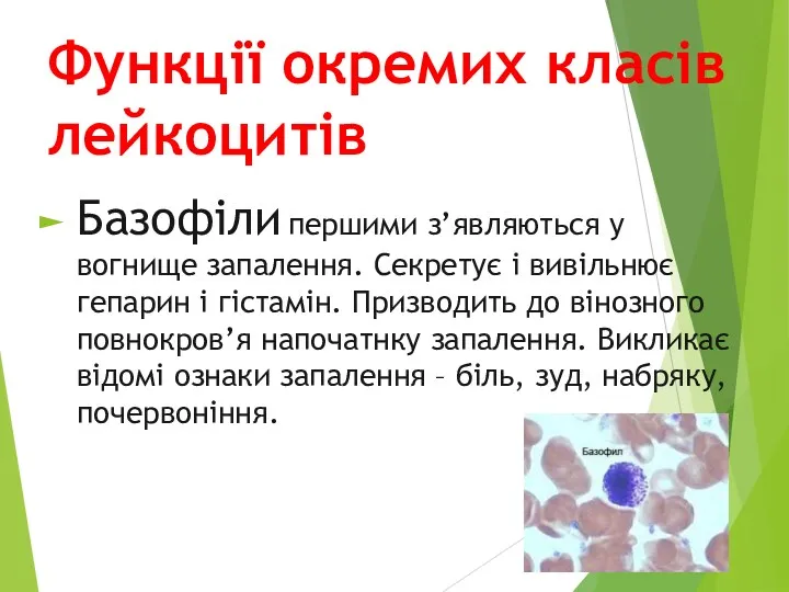 Функції окремих класів лейкоцитів Базофіли першими з’являються у вогнище запалення.