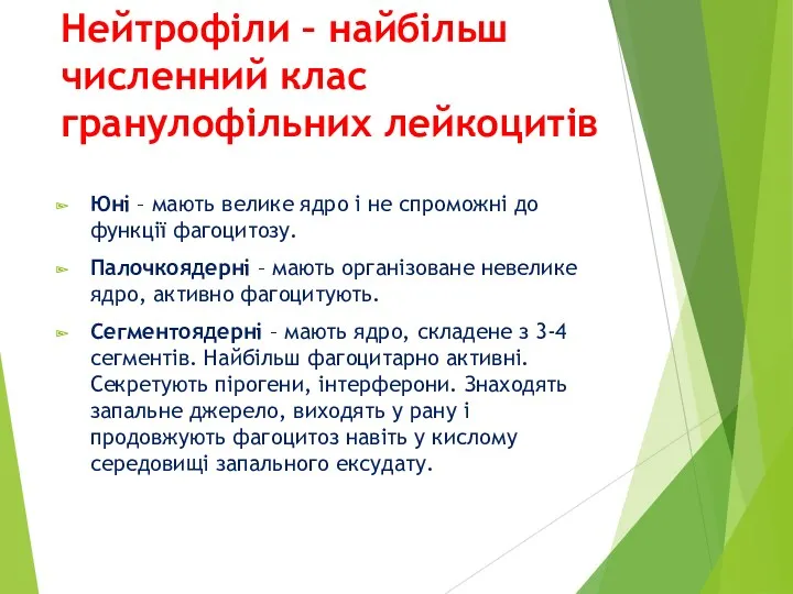 Нейтрофіли – найбільш численний клас гранулофільних лейкоцитів Юні – мають