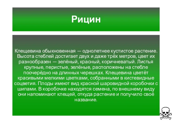 Рицин Клещевина обыкновенная — однолетнее кустистое растение. Высота стеблей достигает