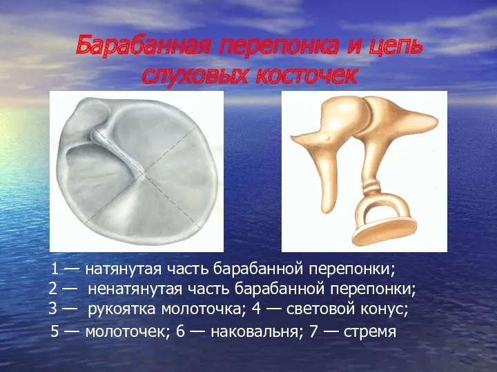Барабанная перепонка и цепь слуховых косточек 1 — натянутая часть барабанной перепонки; 2