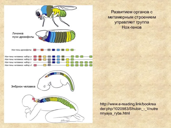 Развитием органов с метамерным строением управляет группа Hox-генов http://www.e-reading.link/bookreader.php/1020983/Shubin_-_Vnutrennyaya_ryba.html