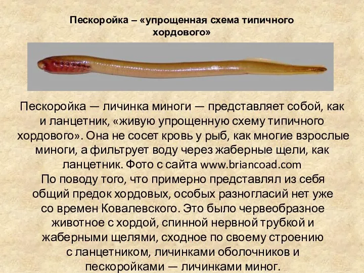 Пескоройка — личинка миноги — представляет собой, как и ланцетник,