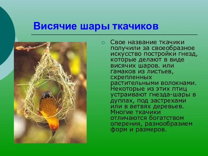 Висячие шары ткачиков Свое название ткачики получили за своеобразное искусство