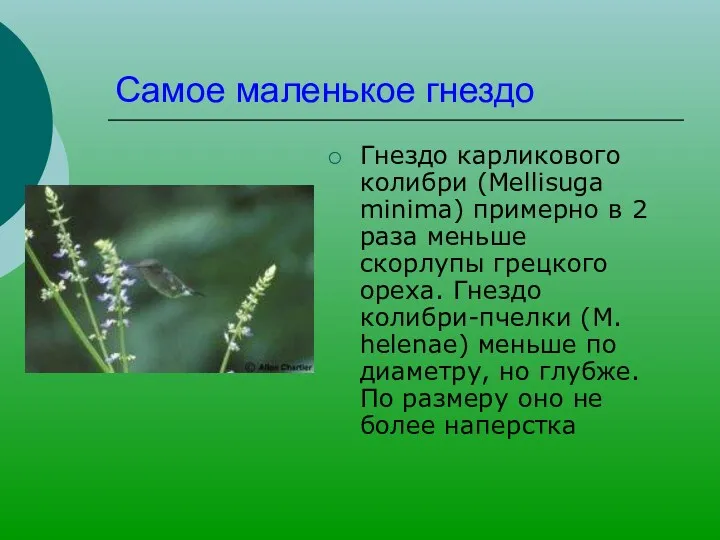 Самое маленькое гнездо Гнездо карликового колибри (Mellisuga minima) примерно в