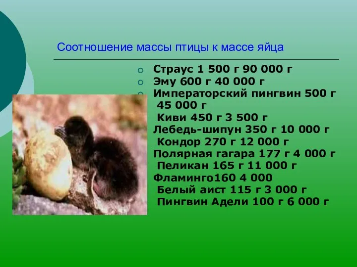 Соотношение массы птицы к массе яйца Страус 1 500 г