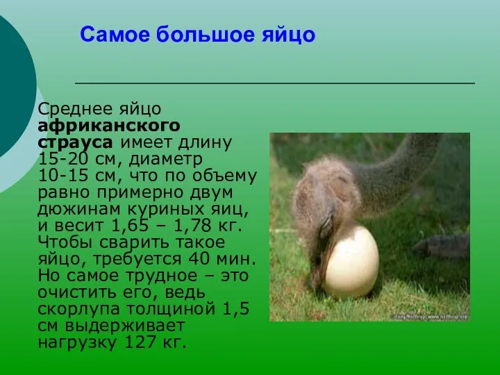 Самое большое яйцо Среднее яйцо африканского страуса имеет длину 15-20