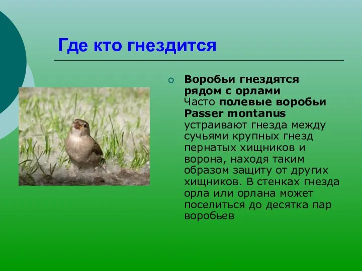 Где кто гнездится Воробьи гнездятся рядом с орлами Часто полевые