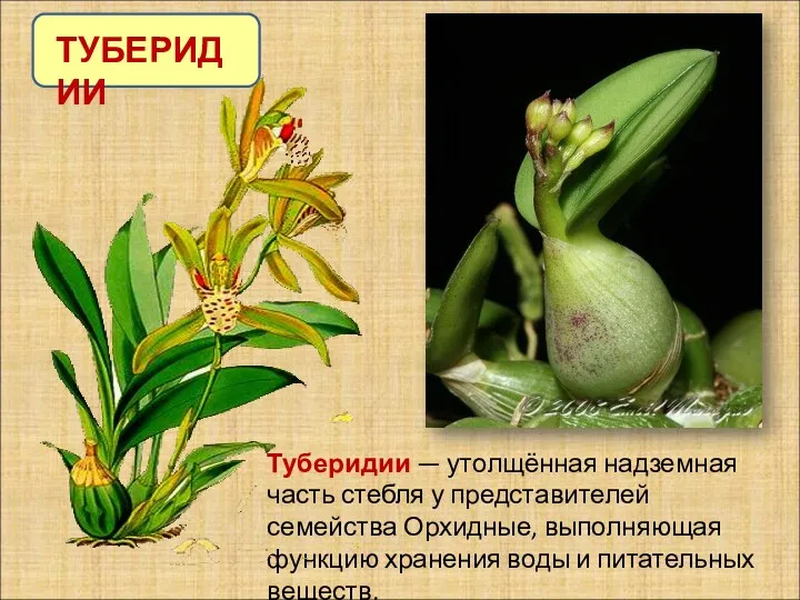 Туберидии — утолщённая надземная часть стебля у представителей семейства Орхидные,