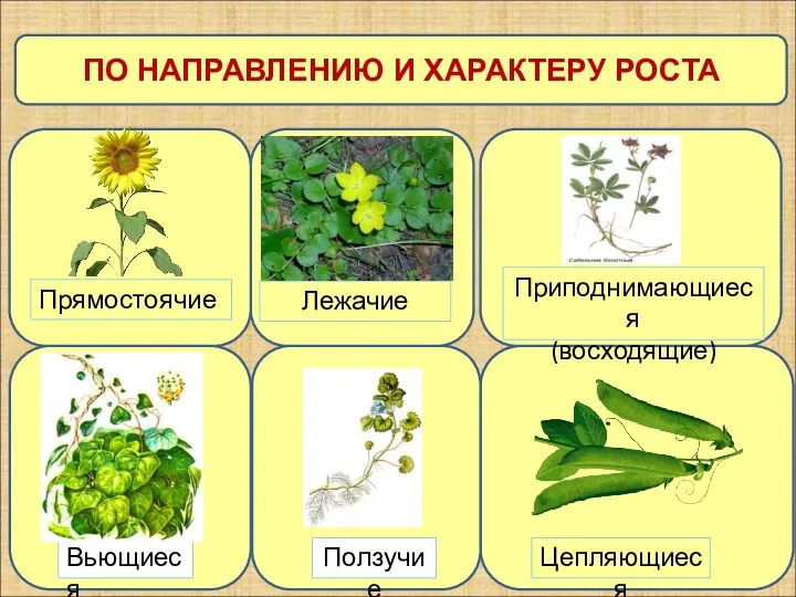 ПО НАПРАВЛЕНИЮ И ХАРАКТЕРУ РОСТА