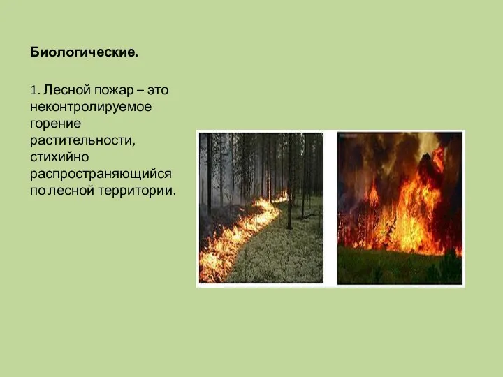 Биологические. 1. Лесной пожар – это неконтролируемое горение растительности, стихийно распространяющийся по лесной территории.