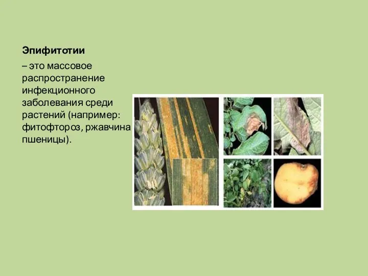 Эпифитотии – это массовое распространение инфекционного заболевания среди растений (например: фитофтороз, ржавчина пшеницы).