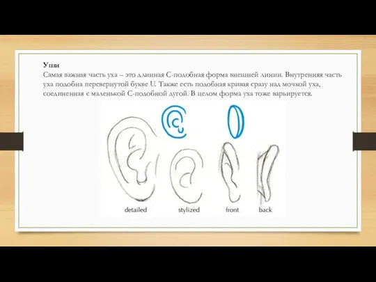 Уши Самая важная часть уха – это длинная С-подобная форма