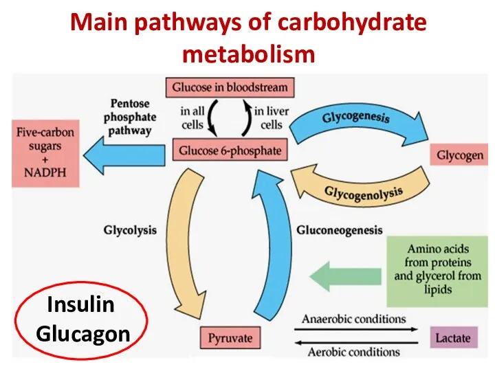 Main pathways of carbohydrate metabolism Insulin Glucagon