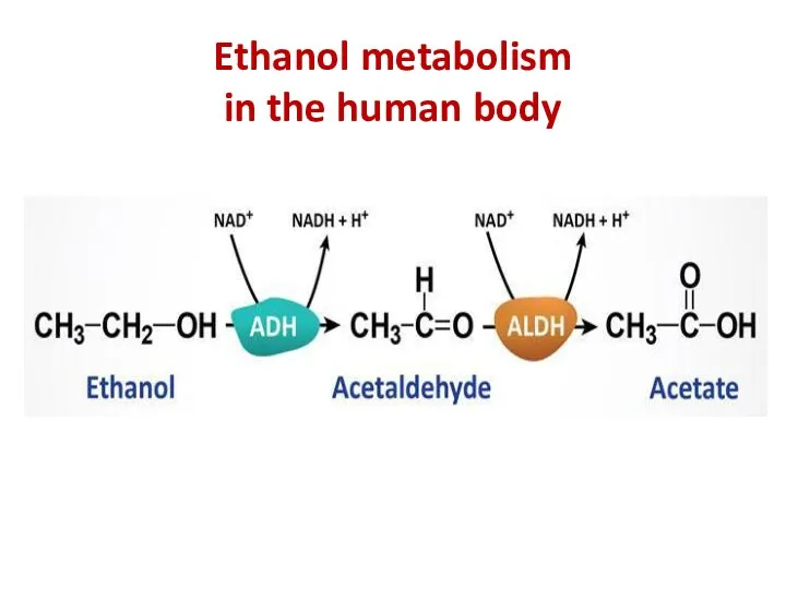 Ethanol metabolism in the human body