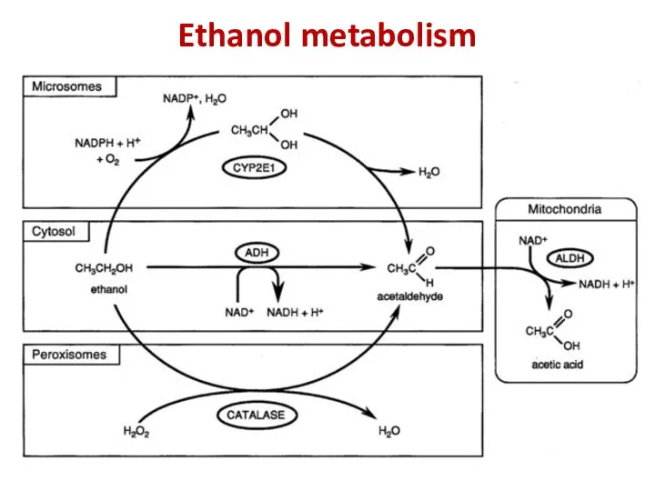 Ethanol metabolism