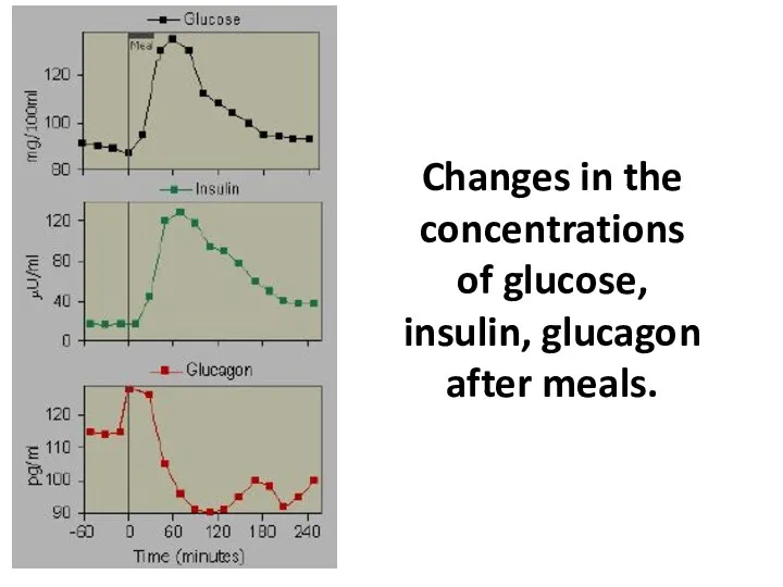 Changes in the concentrations of glucose, insulin, glucagon after meals.