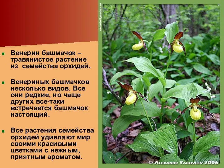 Венерин башмачок – травянистое растение из семейства орхидей. Венериных башмачков