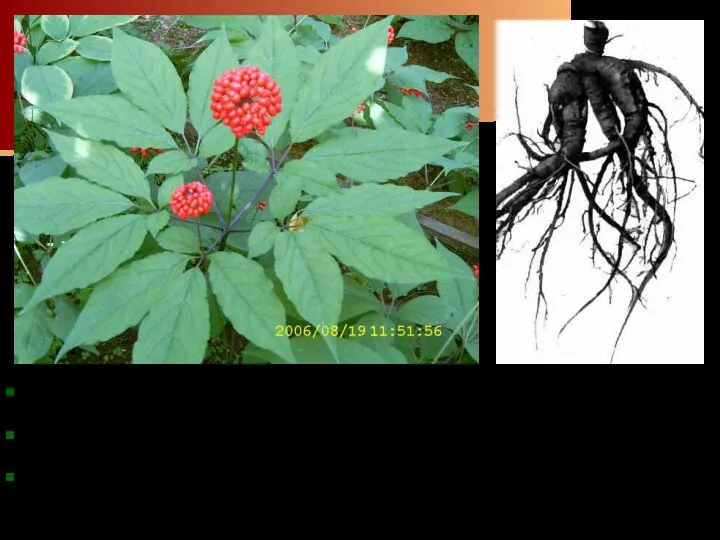 Женьшень является одним из наиболее известных лекарственных растений восточной медицины.