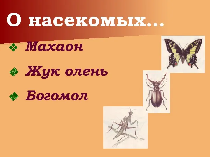 О насекомых… Махаон Жук олень Богомол