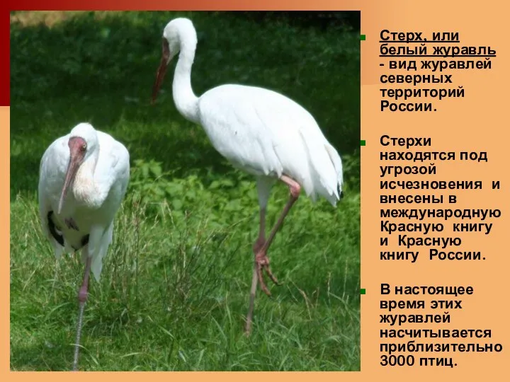 Стерх, или белый журавль - вид журавлей северных территорий России.