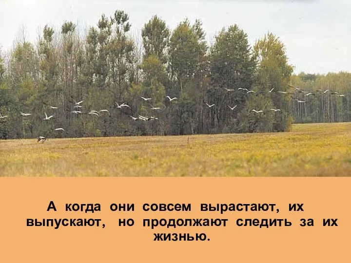 А когда они совсем вырастают, их выпускают, но продолжают следить за их жизнью.