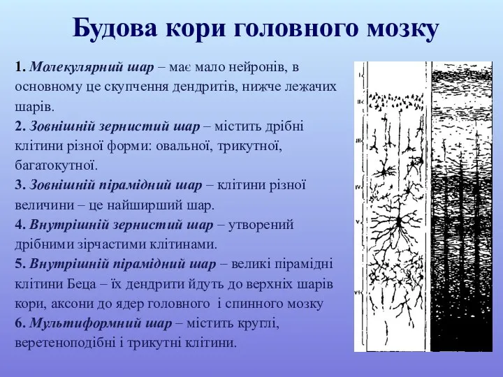 Будова кори головного мозку 1. Молекулярний шар – має мало