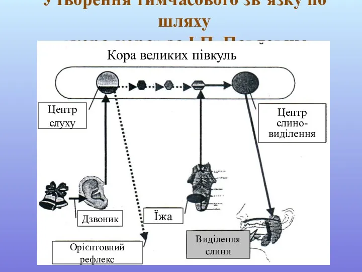 Утворення тимчасового зв’язку по шляху «кора-кора» за І.П. Павловим Кора