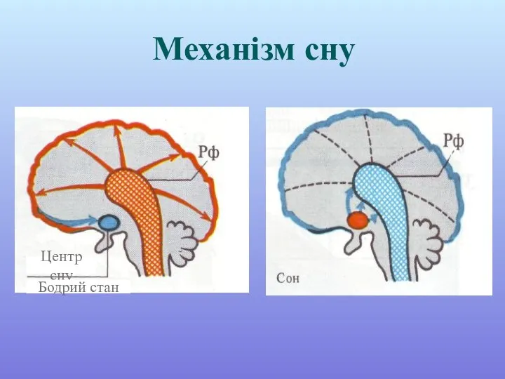 Механізм сну Центр сну Бодрий стан
