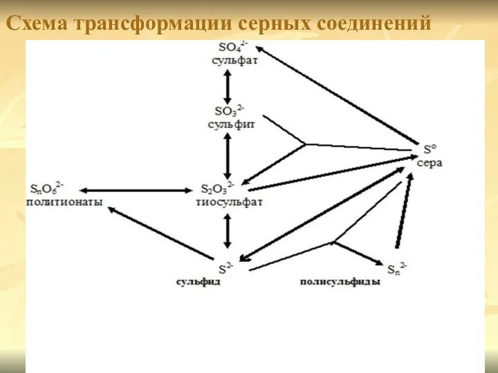 Схема трансформации серных соединений