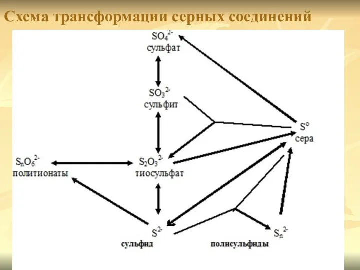Схема трансформации серных соединений
