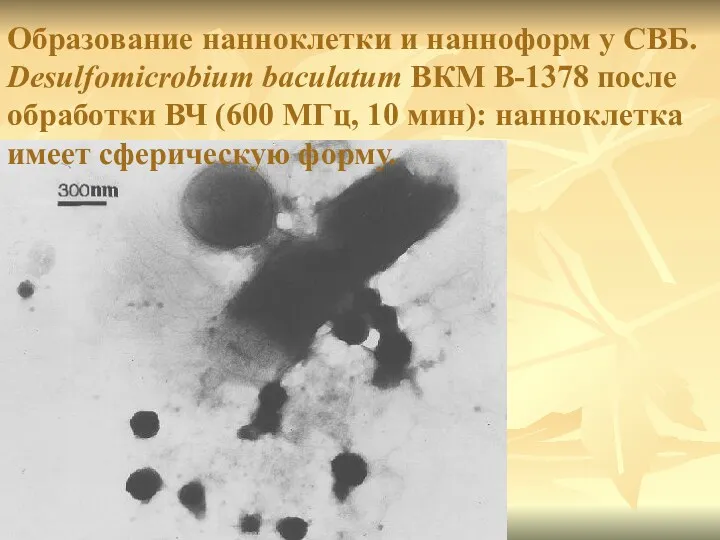 Образование нанноклетки и нанноформ у СВБ. Desulfomicrobium baculatum ВКМ В-1378