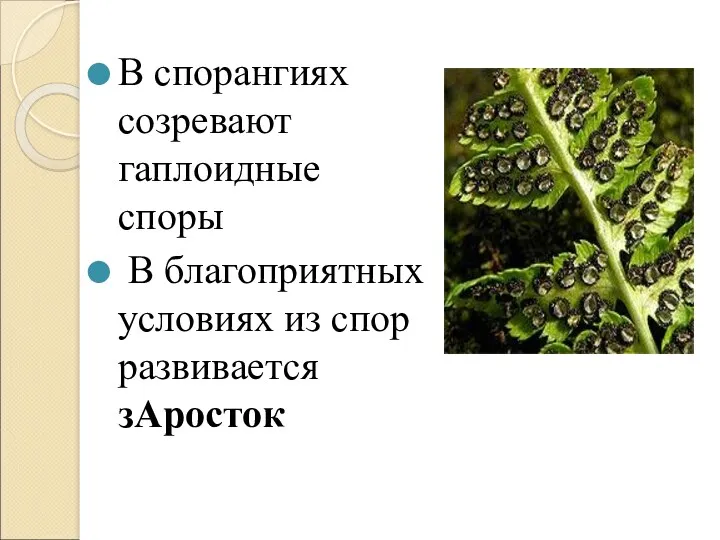 В спорангиях созревают гаплоидные споры В благоприятных условиях из спор развивается зАросток