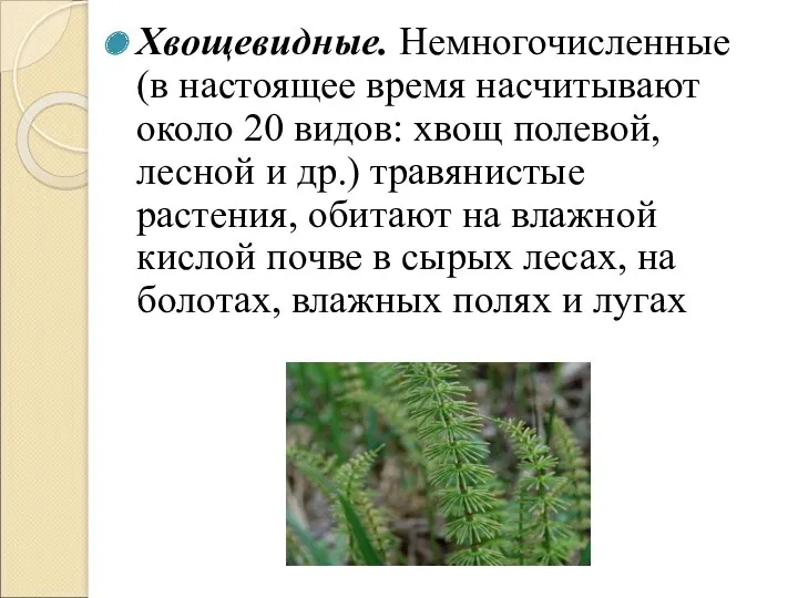 Хвощевидные. Немногочисленные (в настоящее время насчитывают около 20 видов: хвощ