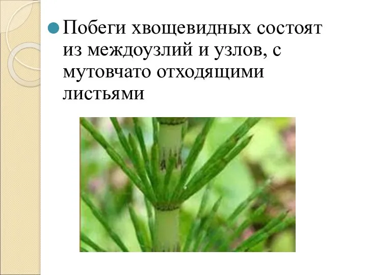 Побеги хвощевидных состоят из междоузлий и узлов, с мутовчато отходящими листьями