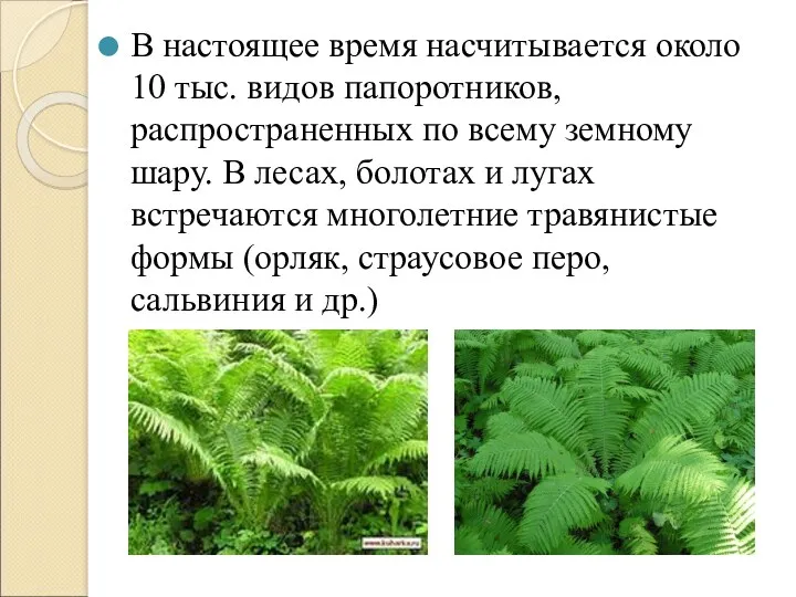 В настоящее время насчитывается около 10 тыс. видов папоротников, распространенных