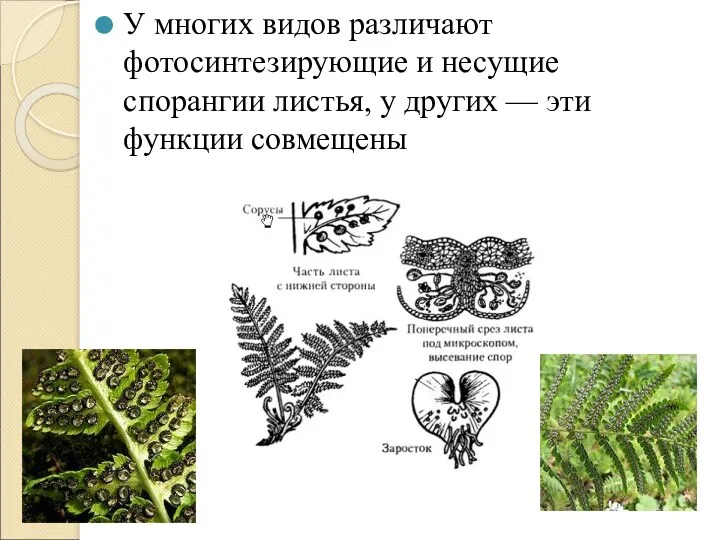 У многих видов различают фотосинтезирующие и несущие спорангии листья, у других — эти функции совмещены