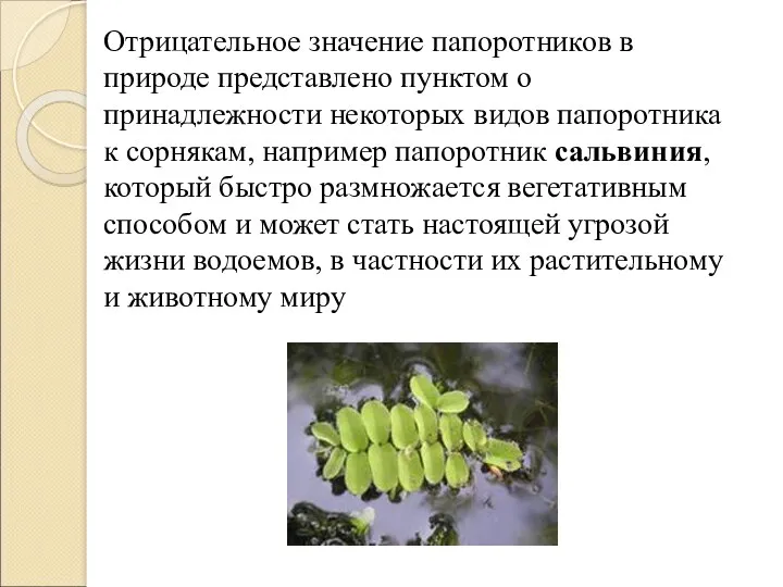 Отрицательное значение папоротников в природе представлено пунктом о принадлежности некоторых