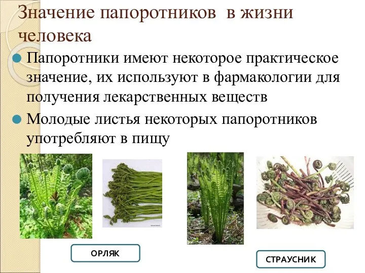 Значение папоротников в жизни человека Папоротники имеют некоторое практическое значение,